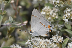 Strymon melinus franki