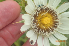 Berkheya cirsiifolia