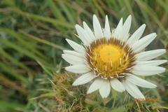 Berkheya cirsiifolia