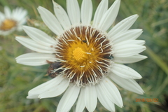 Berkheya cirsiifolia