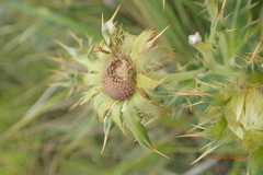 Berkheya cirsiifolia