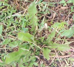 Taraxacum officinale