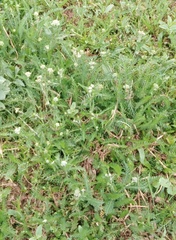 Achillea millefolium