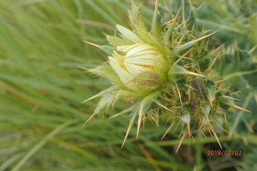 Image of Berkheya cirsiifolia by no rights reserved