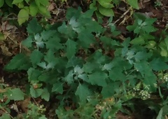 Chenopodium album