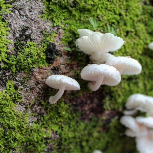 Oudemansiella canarii