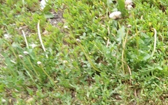 Taraxacum officinale