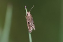 Neofaculta ericetella