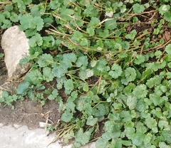 Glechoma hederacea