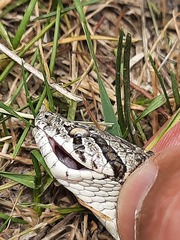 Hemorrhois ravergieri