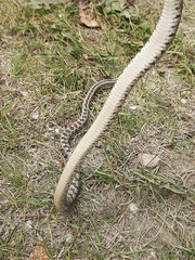 Hemorrhois ravergieri