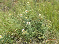 Berkheya cirsiifolia