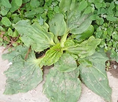 Plantago major