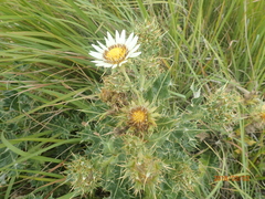 Berkheya cirsiifolia