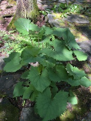 Ligularia dentata