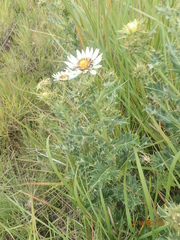 Berkheya cirsiifolia