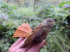 Anabacerthia striaticollis