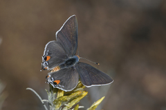 Strymon melinus franki