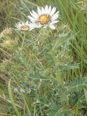 Berkheya cirsiifolia