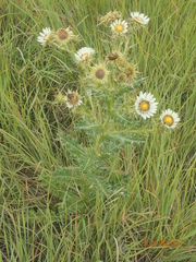Berkheya cirsiifolia