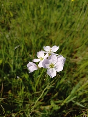 Cardamine pratensis
