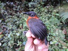 Cyphorhinus thoracicus