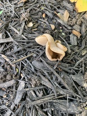 Helvella acetabulum