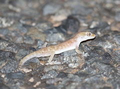 Stenodactylus petrii