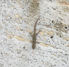 Mediodactylus danilewskii