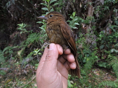 Thripadectes ignobilis