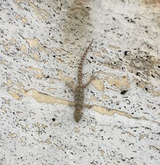 Mediodactylus danilewskii