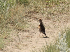 Alauda leucoptera