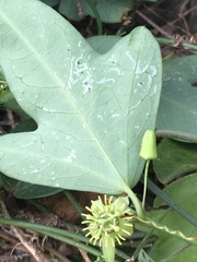 Passiflora suberosa