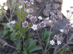 Alepidea delicatula
