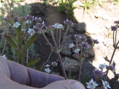 Alepidea delicatula