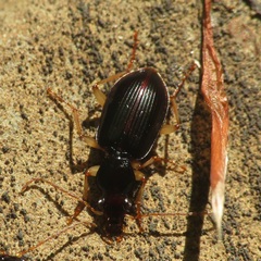 Paranchus albipes