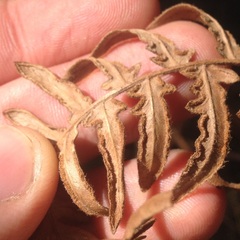 Pteridium aquilinum feei