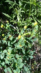 Euphorbia fragifera