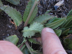 Alepidea delicatula