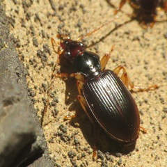 Paranchus albipes