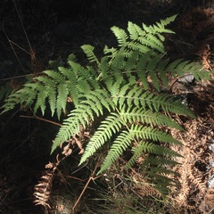 Pteridium aquilinum feei