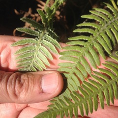 Pteridium aquilinum feei