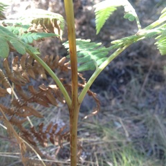 Pteridium aquilinum feei