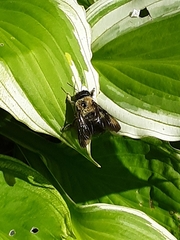 Xylocopa virginica
