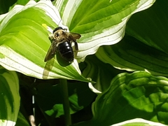 Xylocopa virginica