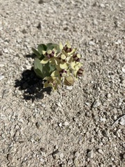 Asclepias cryptoceras davisii