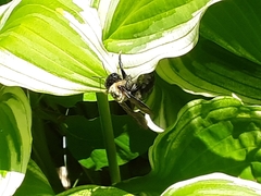 Xylocopa virginica