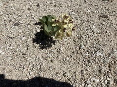 Asclepias cryptoceras davisii