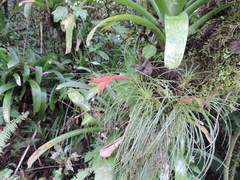 Tillandsia punctulata