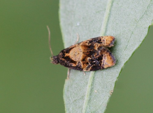 Red-barred Tortrix, 6681 Bemmel, Nederland, photo 5 of 10